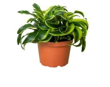 Dracaena Tornado