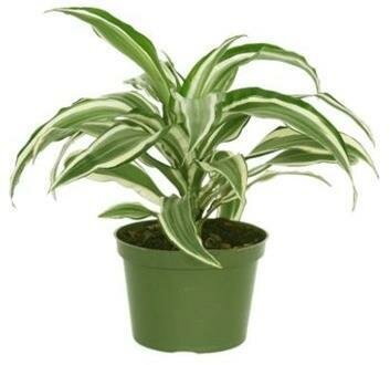 Dracaena Warneckii Variegated