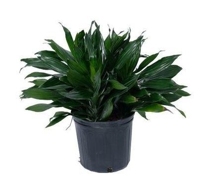 Dracaena Dragon Green Jewel