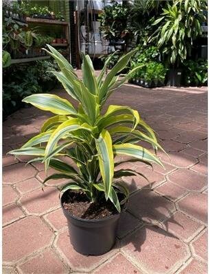 Dracaena Lemon Lime - image 2