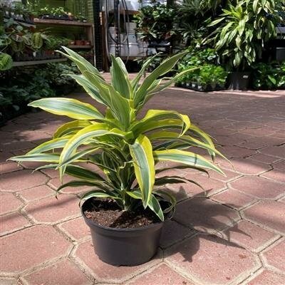 Dracaena Lemon Lime - image 2