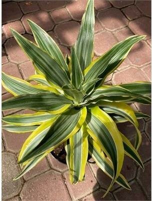 Dracaena Lemon Lime