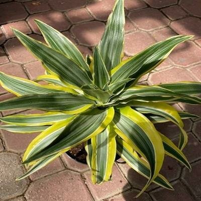 Dracaena Lemon Lime - image 1
