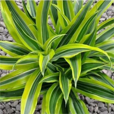 Dracaena Lemon Lime