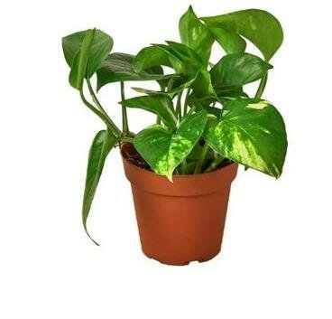 Pothos Golden