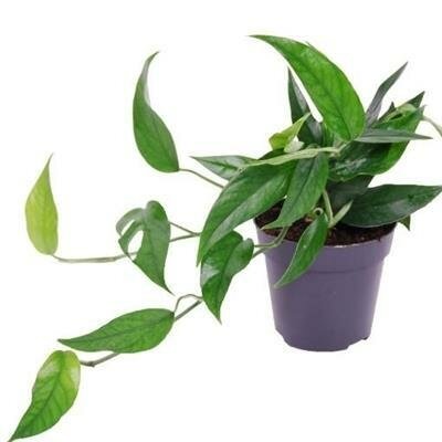 Epipremnum Baltic Blue