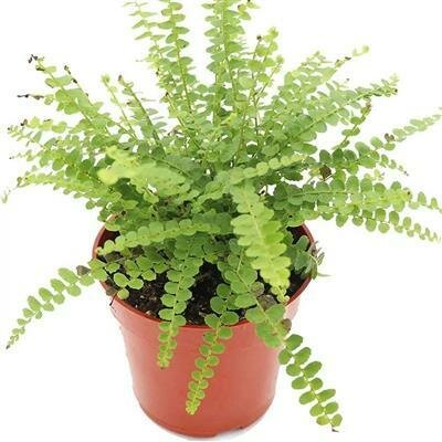 Lemon Button Fern
