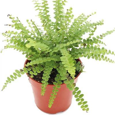 Lemon Button Fern
