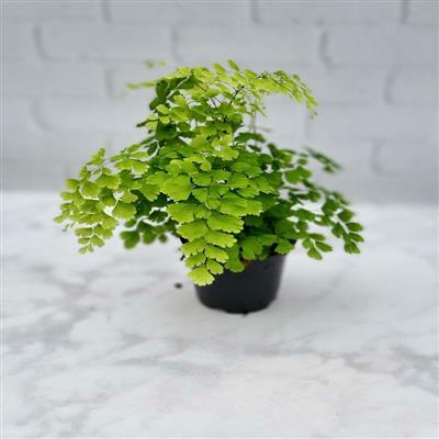 Maidenhair Fragrans Fern - image 2