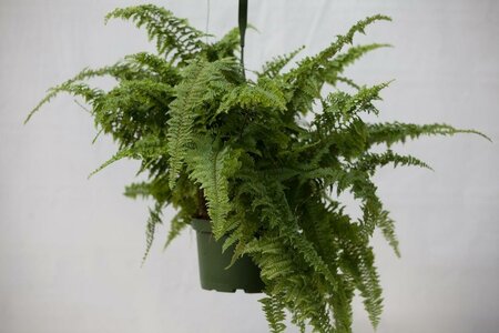 Fern Australian Gem