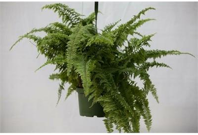 Fern Australian Gem