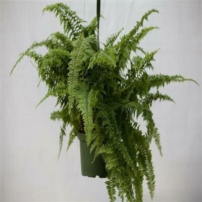 Fern Australian Gem