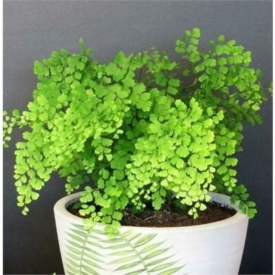 Maidenhair Fern ssp.