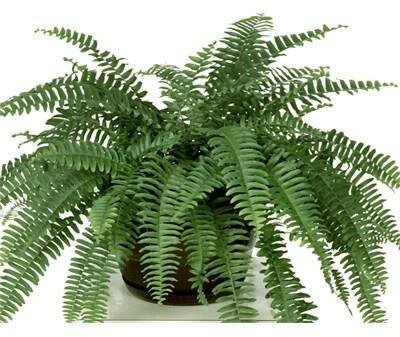 Boston Fern Nevada