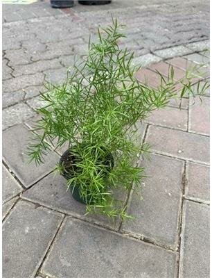 Asparagus Fern - image 2