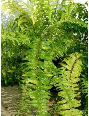 Boston Fern Tiger