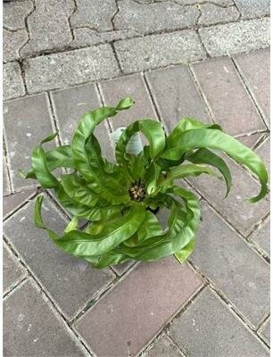 Bird's Nest Fern Twisted