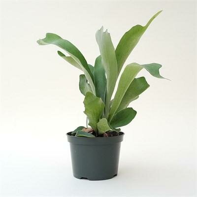 Staghorn Fern