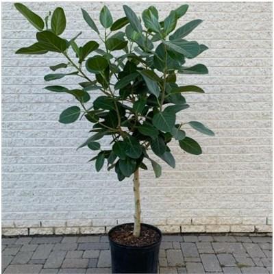 Ficus Audrey Standard