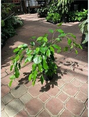 Weeping Fig Green