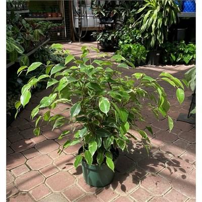 Weeping Fig Variegated - image 1