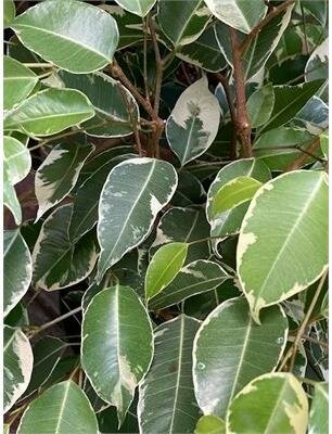 Weeping Fig Variegated - image 2