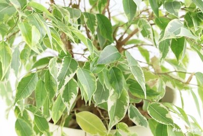 Weeping Variegated Fig