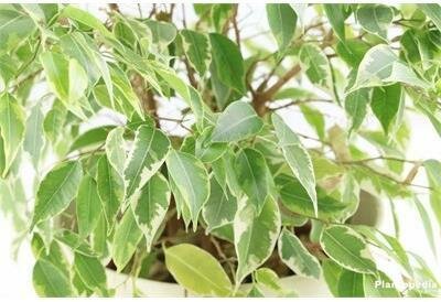 Weeping Variegated Fig