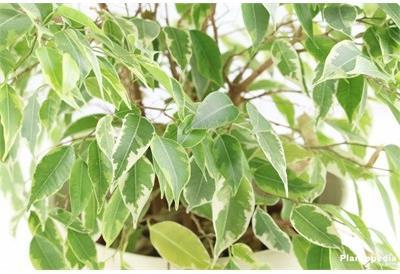 Weeping Variegated Fig