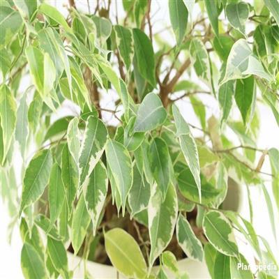 Weeping Variegated Fig