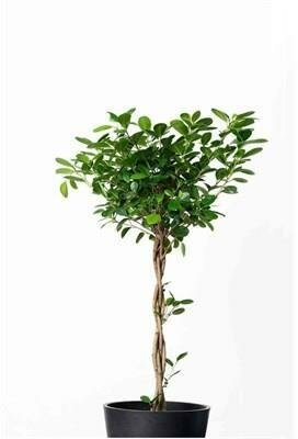 Ficus Daniella Braided Tree