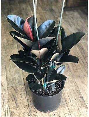 Rubber Plant Burgandy