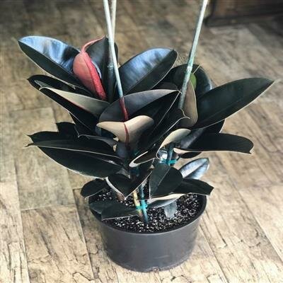 Rubber Plant Burgandy