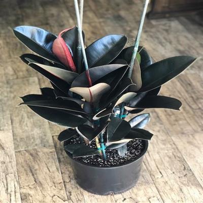 Rubber Plant Burgandy