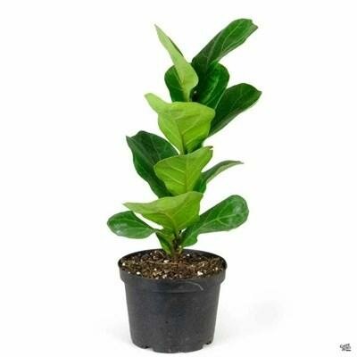 Ficus Fiddler Standard