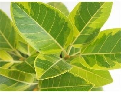Ficus Altissima 'Yellow Gem'