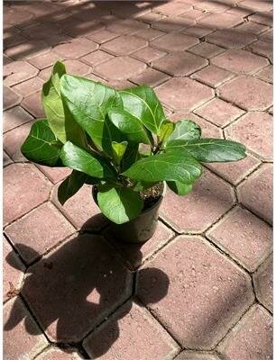 Fiddle Leaf Fig