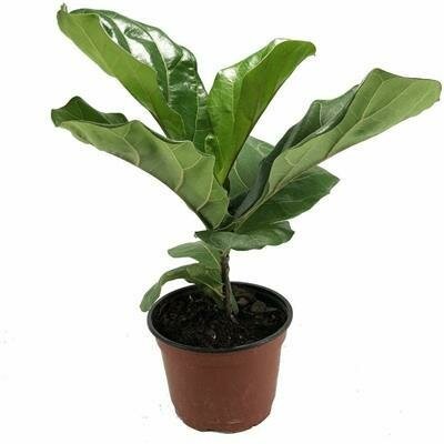 Fiddle Leaf Fig Bush