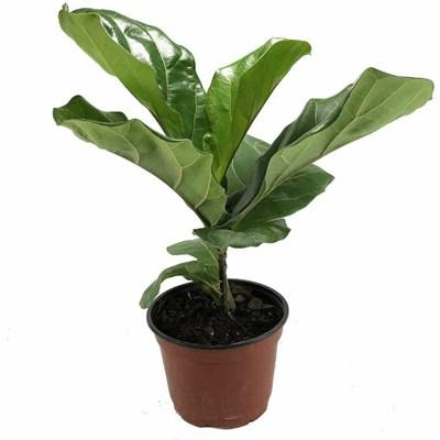 Fiddle Leaf Fig Bush