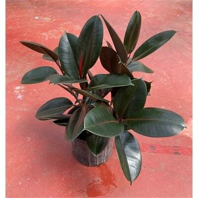 Rubber Plant Burgandy