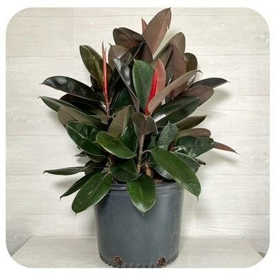 Rubber Plant Burgandy