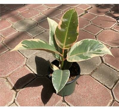 Rubber Plant Tineke - image 1