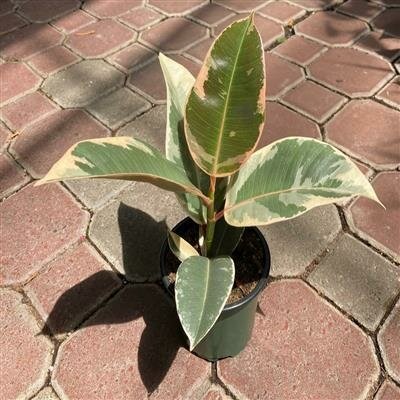 Rubber Plant Tineke - image 2