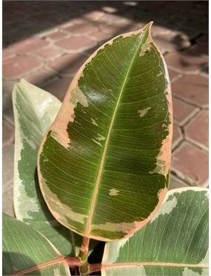 Rubber Plant Tineke - image 2