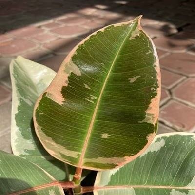 Rubber Plant Tineke - image 1