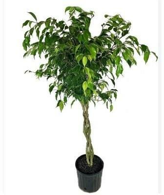 Wintergreen Weeping Fig Braided Tree
