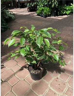 Weeping Fig Variegated - image 1