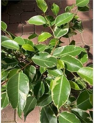 Weeping Fig Variegated - image 2