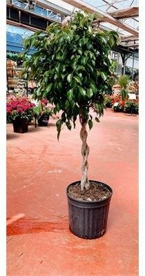 Ficus Benjimina Weeping Fig Braided