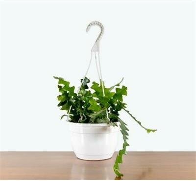 Fishbone Cactus HB